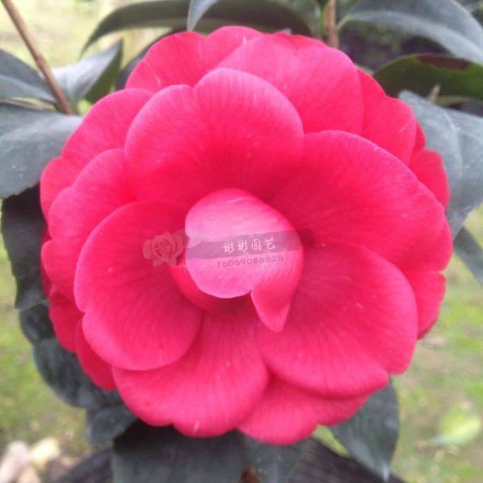 茶花七巧花型多变福建龙岩永福镇阳台盆栽窗台绿植
