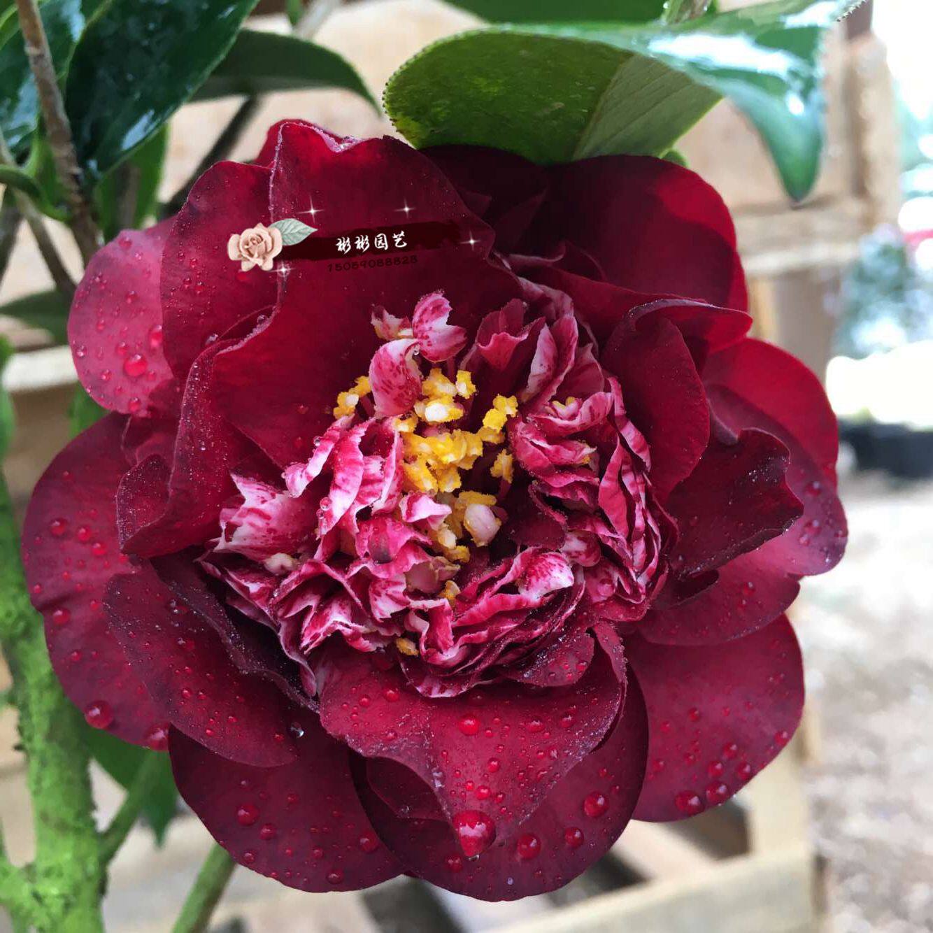 茶花午夜魔幻飘云福建龙岩永福经典品种花苗时令草本花卉