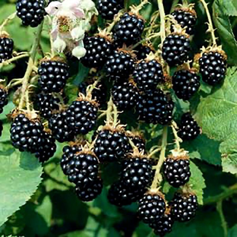 北美黑树树莓盆栽rubusfruticosus悬钩子阳台四季开花绿植