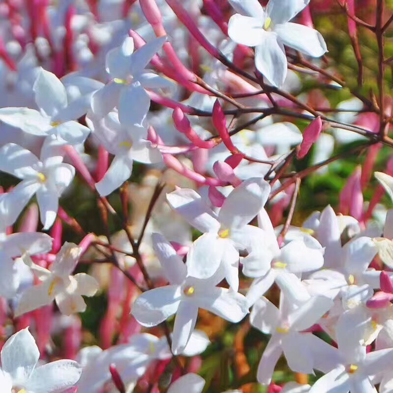 多花素馨盆栽爬藤庭院攀援花卉清淡香气可垂时令草本花卉