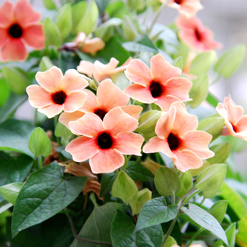 苏珊女王盆栽爬藤植物阳台庭院好养花期花卉时令草本花卉