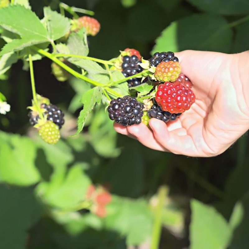 北美黑树树莓盆栽rubusfruticosus悬钩子阳台四季开花绿植