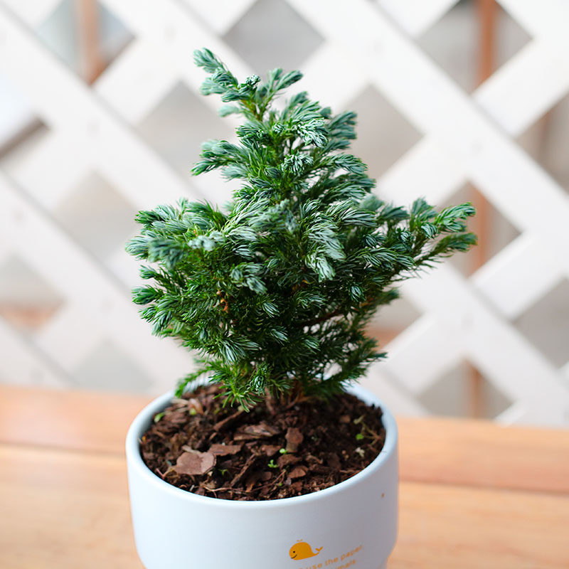 植物挪威蓝湖金光绒柏蓝色波尔四季常青耐寒绿植