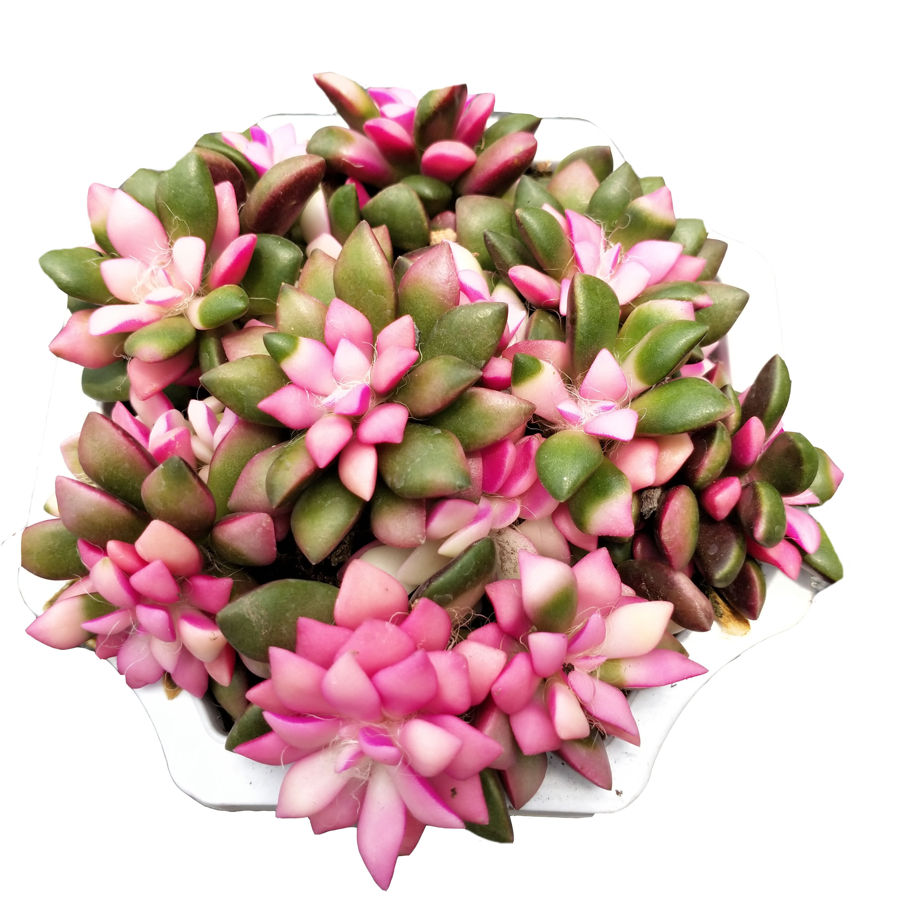 盆栽吹雪之松锦多植物阳台新手好养多肉组合多肉植物