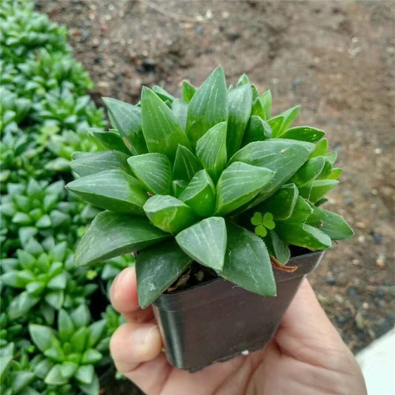 姬寿多肉植物十二卷属精美室内办公室绿植防辐射多肉植物