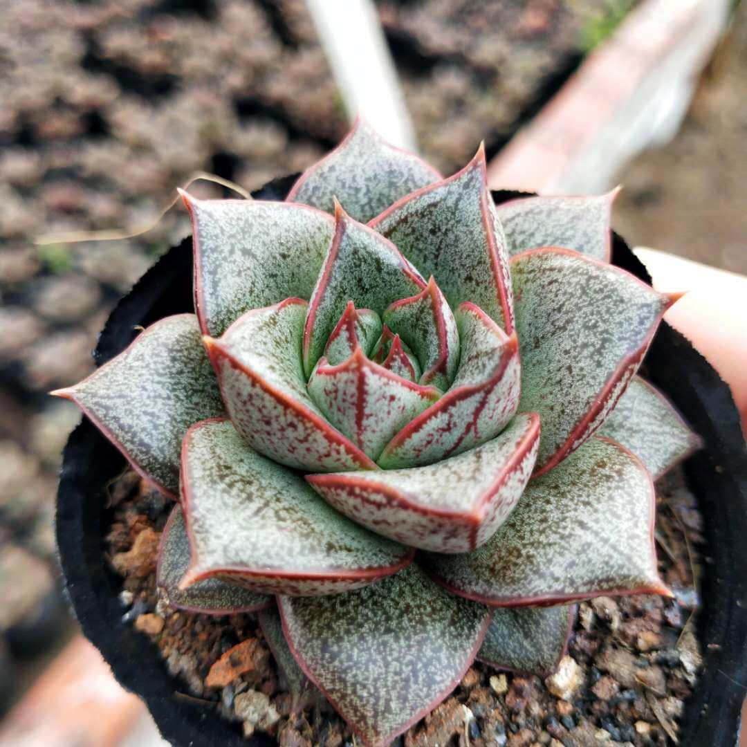 大和锦多植物防辐射净化空气萌肉迷你创意盆栽新手多肉植物