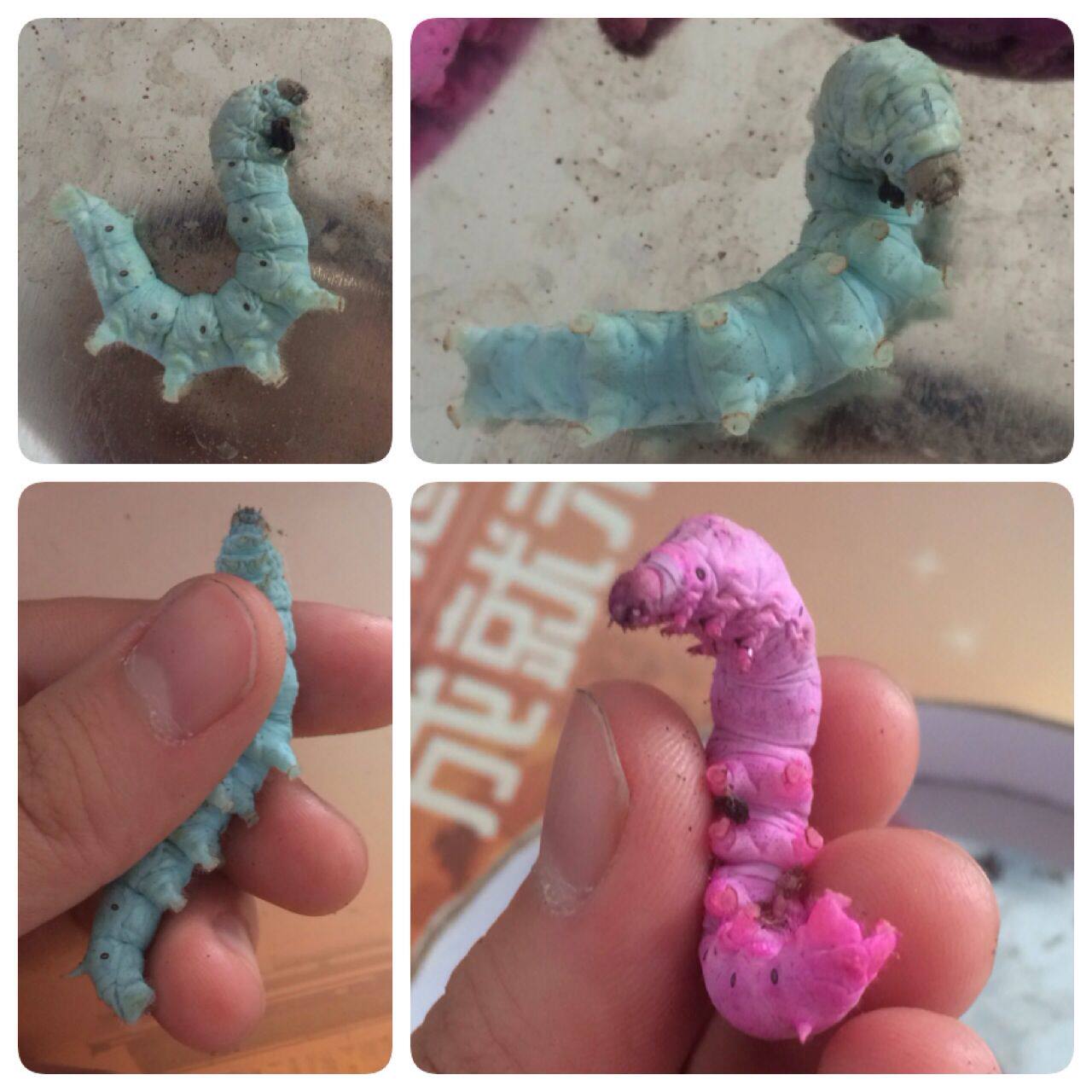 蚕宝宝活蚕桑叶套装七彩学生养蚕彩色饲料蚕卵蚕宝宝