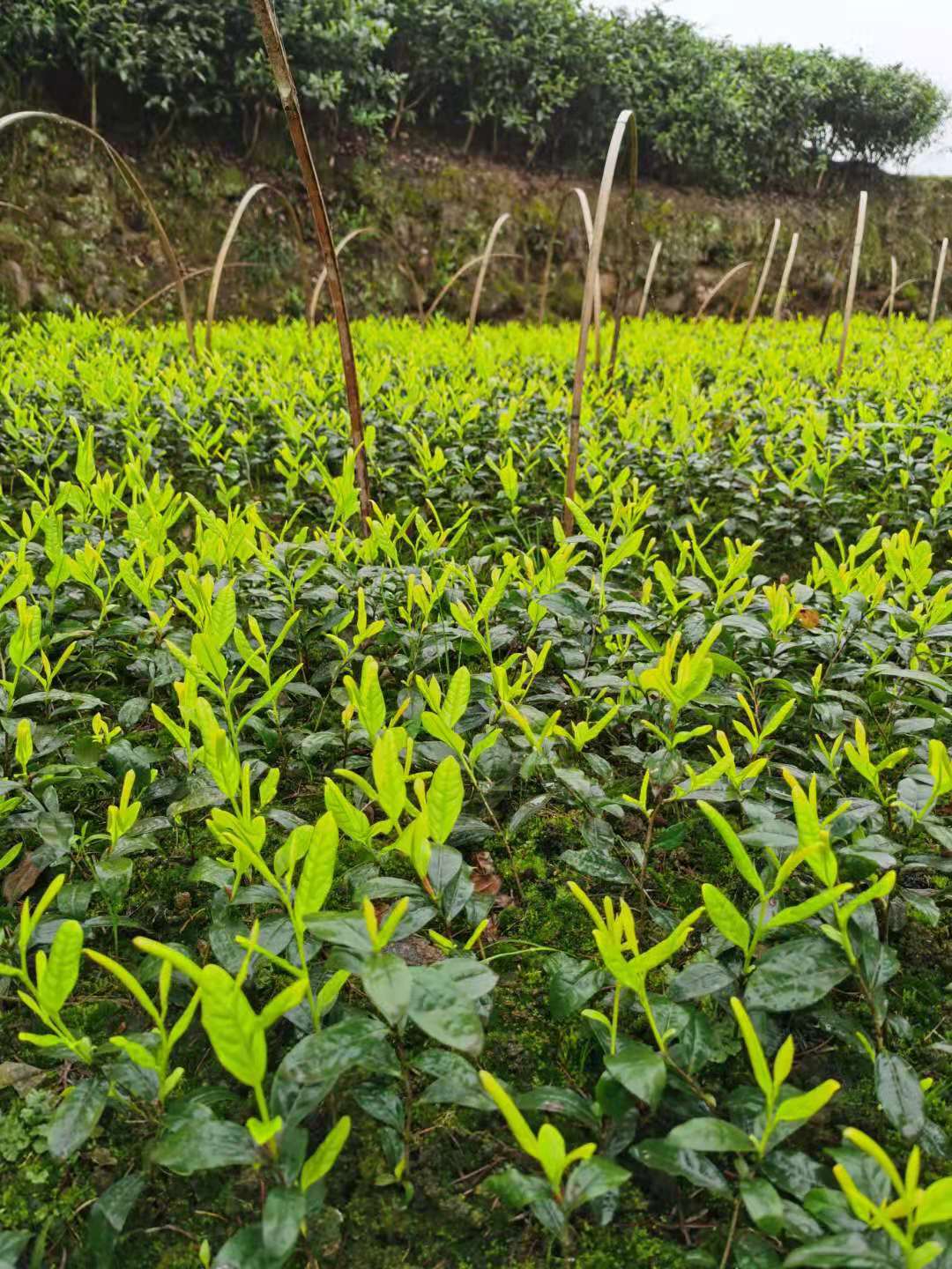 绿茶茶苗蒙山九号安吉白茶黄金盆栽绿植庭院绿植