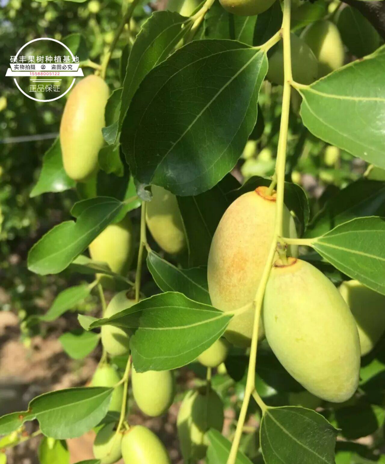 月牙枣 子弹头枣 甘甜西翠稀有枣树苗 二代马牙枣 枣树树苗 枣苗