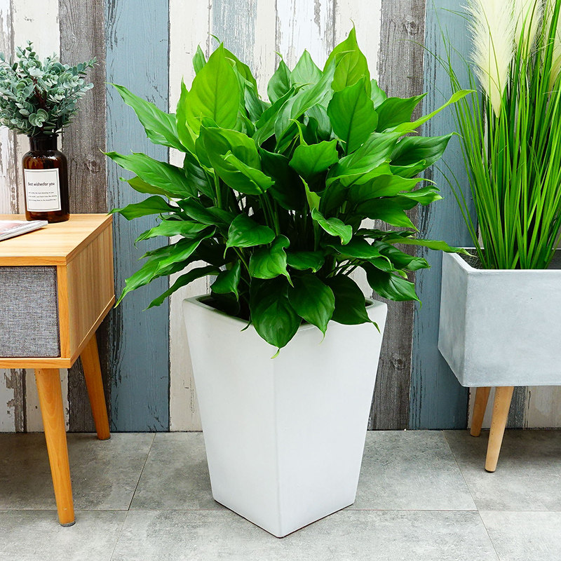 汉氧园林万年青四季青盆栽办公室好养绿植室内耐寒绿植