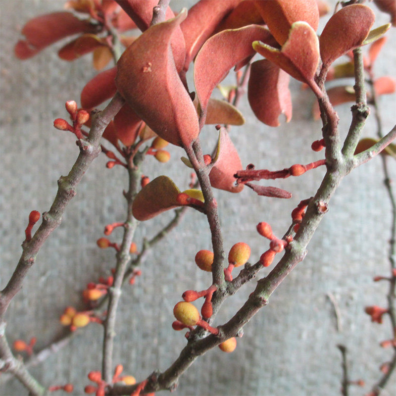 中草药煲汤野生新品杉树寄生500g红背叶天然肝肾其他药食同源食品