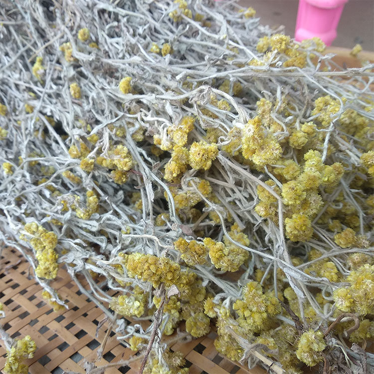 野生鼠曲白头翁田艾李黄花天然整棵干货真品500g其他药食同源食品