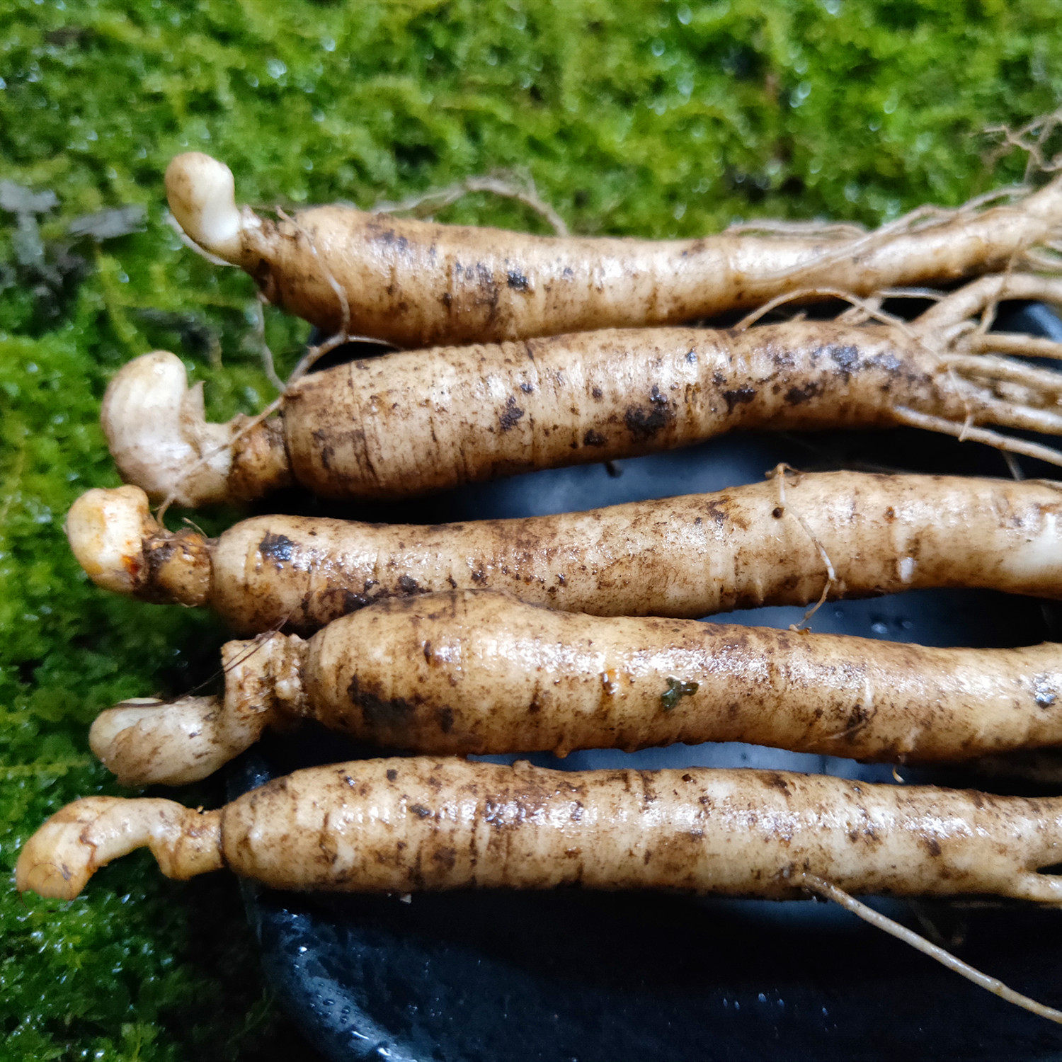 新鲜新鲜人人参东北长白山野山参白参人一元一支人参