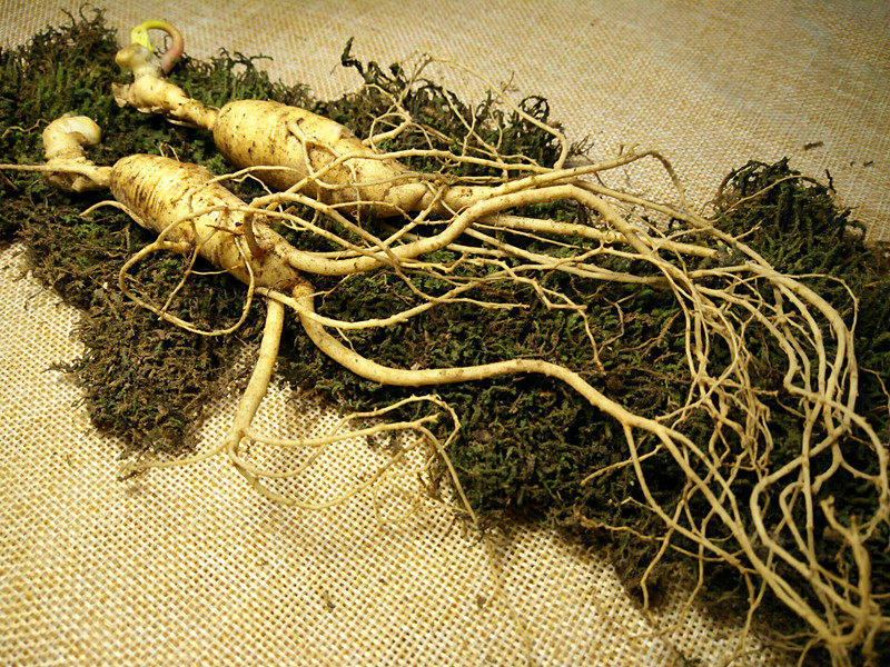 野山野生山长白山新鲜人参足年林下15克山参