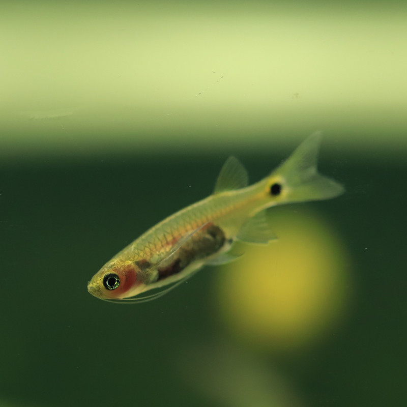 龙须灯小型清道夫工具观赏灯科淡水鱼草热带面油鱼