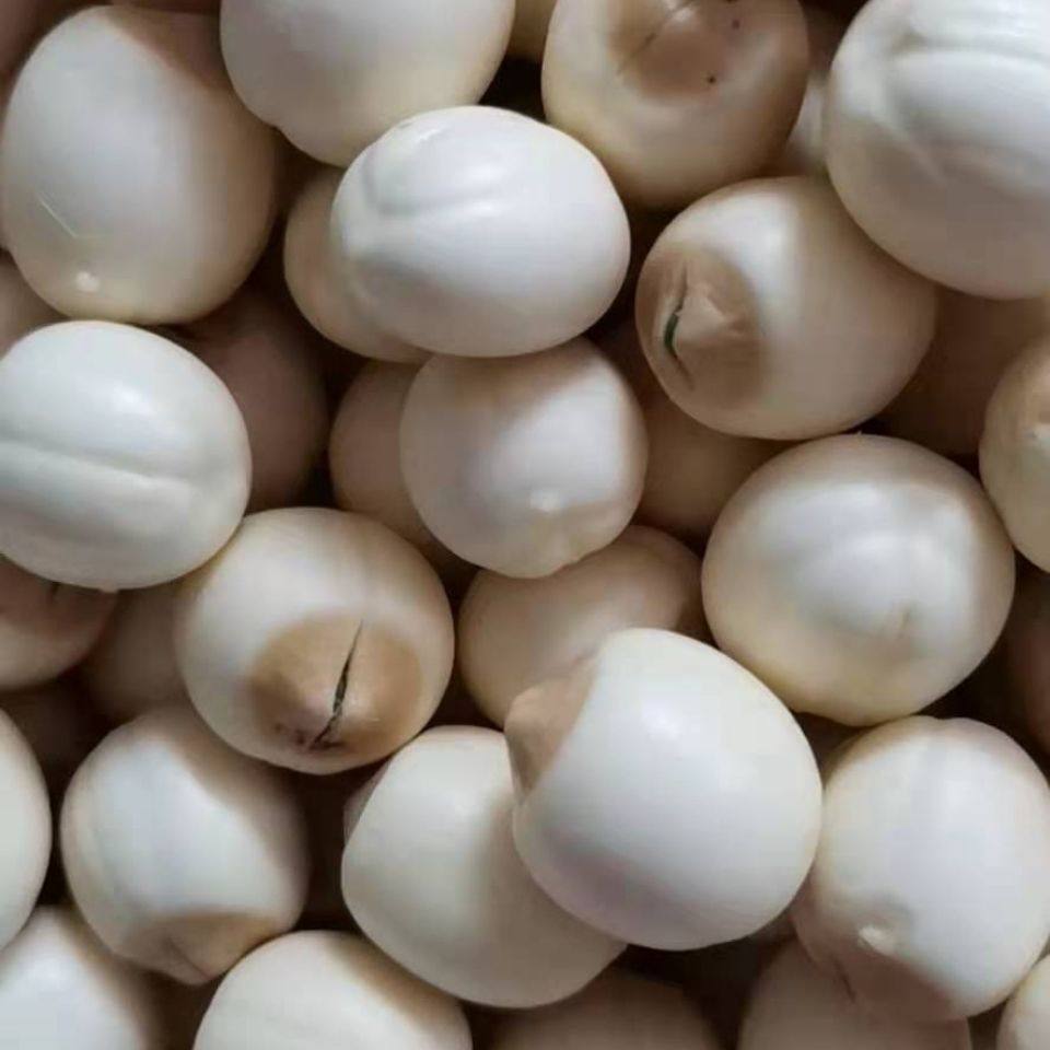 莲子2022年江西广昌白莲新鲜莲米现摘手工剥壳新鲜莲蓬
