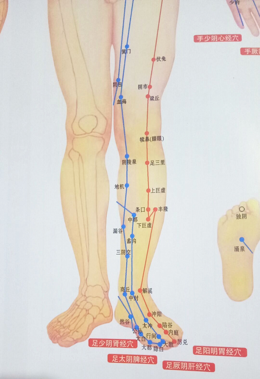 八联长龙灸 腿部背部胆经肝经肾经胃经脾经膀胱经督脉