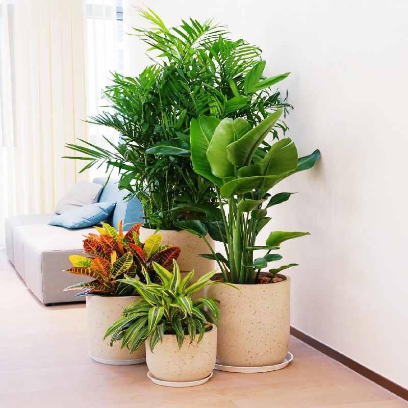 绿植租赁上海办公室租摆上门养护公司商务楼绿化绿植