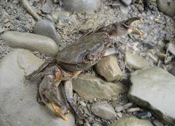螃蟹野生溪蟹冷水河蟹观赏宠物淡水原生蟹包蟹