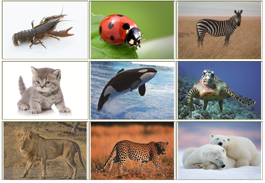 动物早自孤独症发育迟缓儿童语言认知学习训练玩具挂图