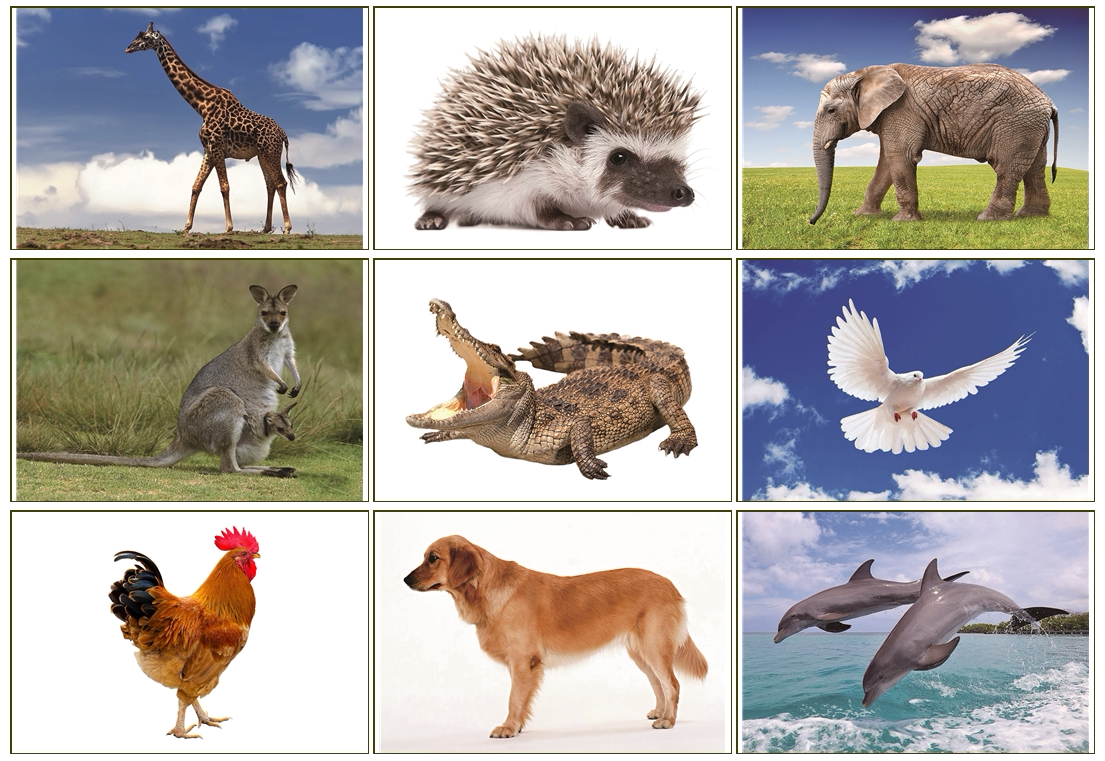 动物早自孤独症发育迟缓儿童语言认知学习训练玩具挂图