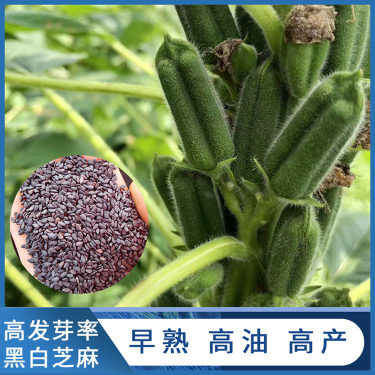 芝麻春秋秋季国产牧草种子子白种籽简单易种家庭园艺种子