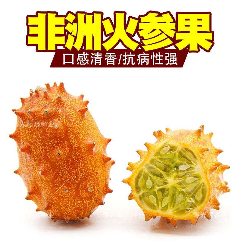百香果火参种子海参伙星非洲蜜瓜刺角瓜春秋季家庭园艺种子