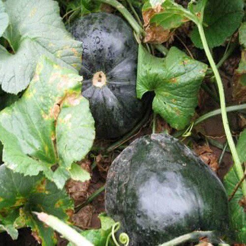 黑皮面瓜种子高糖小可爱香瓜籽春秋季大田高产甜瓜籽四季盆栽水果