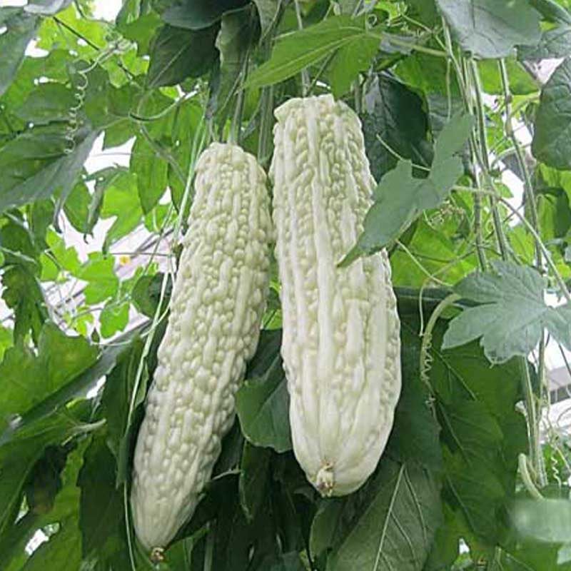 农家营养蓝山长白苦瓜春秋大田高产耐热抗病四季阳台盆栽蔬菜籽孑