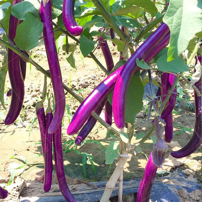 线茄杭茄高产大田秋季春秋种子一号长茄日升家庭园艺种子