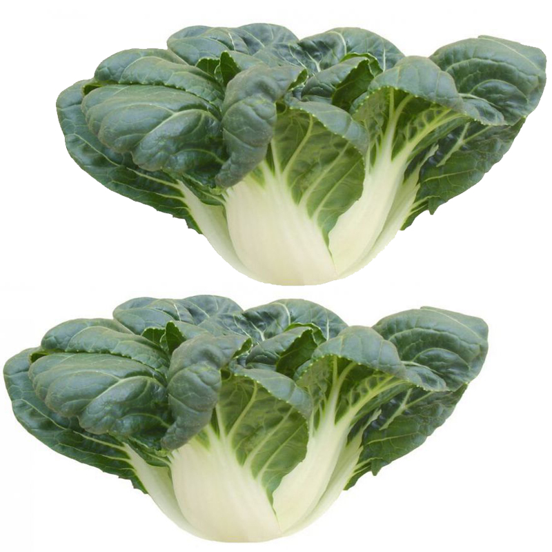 春秋四季速生白菜种子蔬菜农家青菜秋冬季矮脚家庭园艺种子