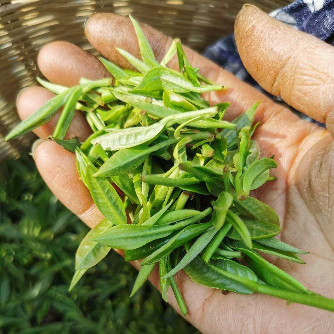 明前特级白牡丹湖南湘西张家界桑植白茶高山珍稀白牡丹