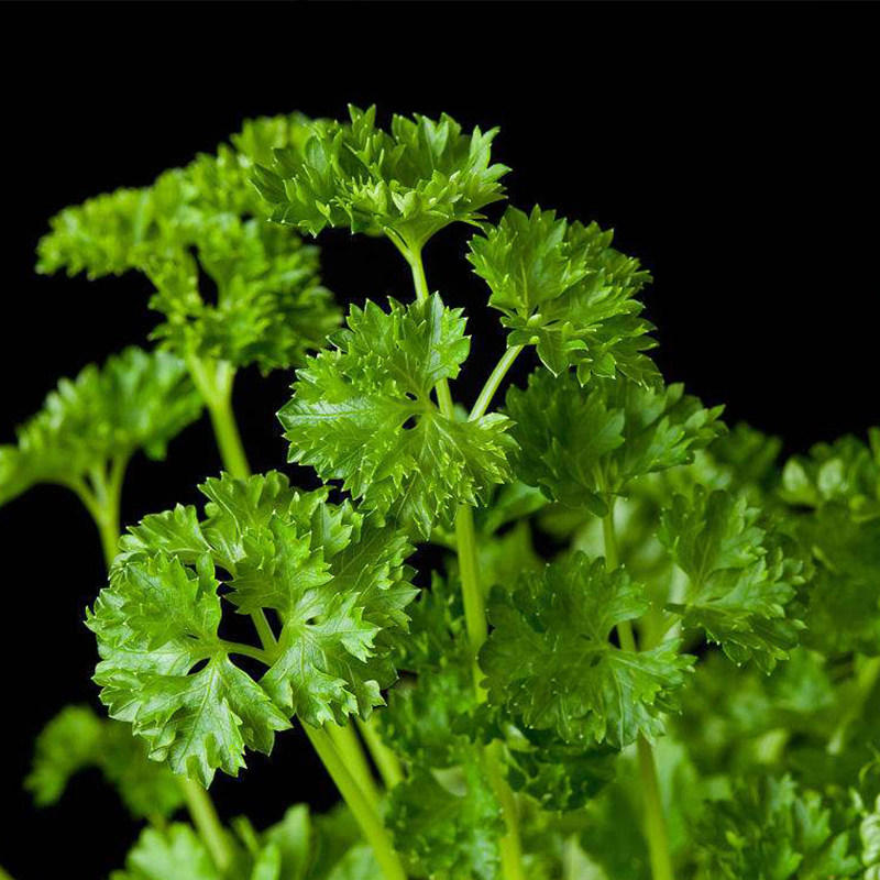 德国进口法香欧香种籽摩西香芹皱叶种子欧芹家庭园艺种子
