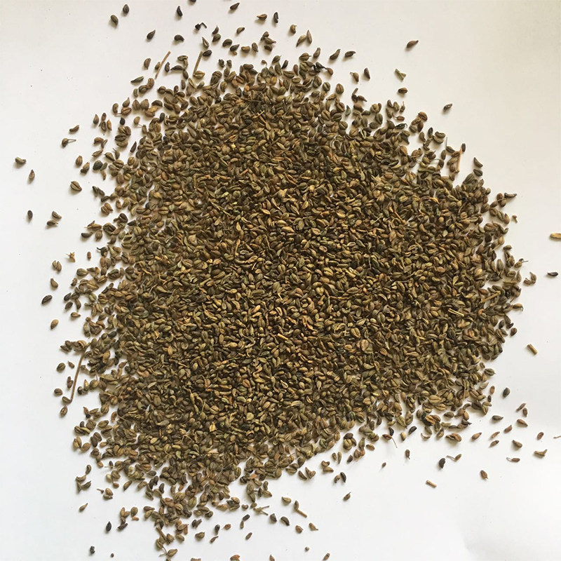 德国进口法香欧香种籽摩西香芹皱叶种子欧芹家庭园艺种子