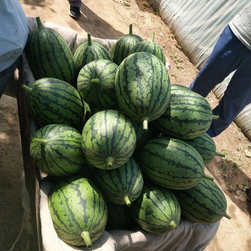 l600西瓜种子大兴庞各庄高产早熟瓜果种孑耐裂高甜礼品小西瓜种籽