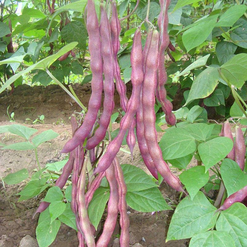 大紫袍架豆种子秋紫豆种籽爬藤无筋高产豆角种种菜籽农家蔬菜种孑