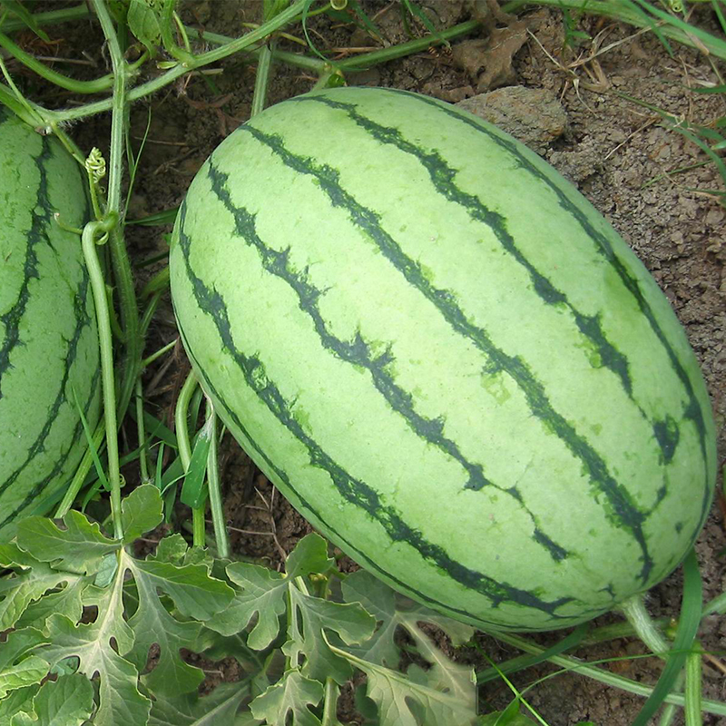 北京农科院生产京秀小型西瓜种子颖京阑黄皮黄家庭园艺种子