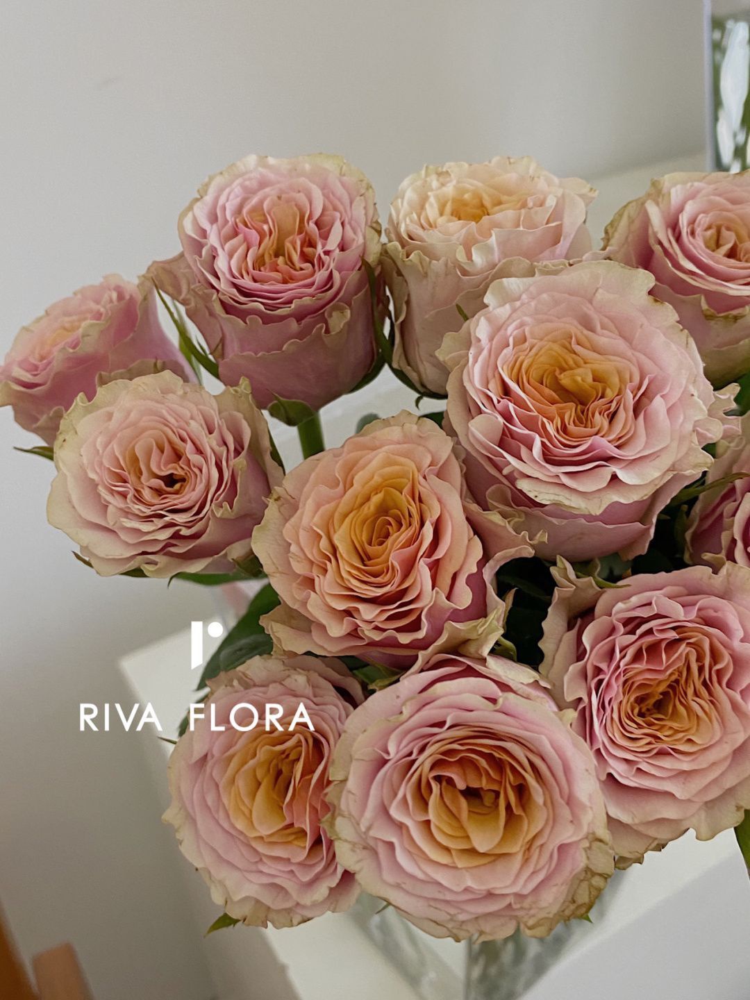 蝴蝶公主地心引力朱丽叶塔粉梅拉大苗老园丁庭院月季盆栽观叶