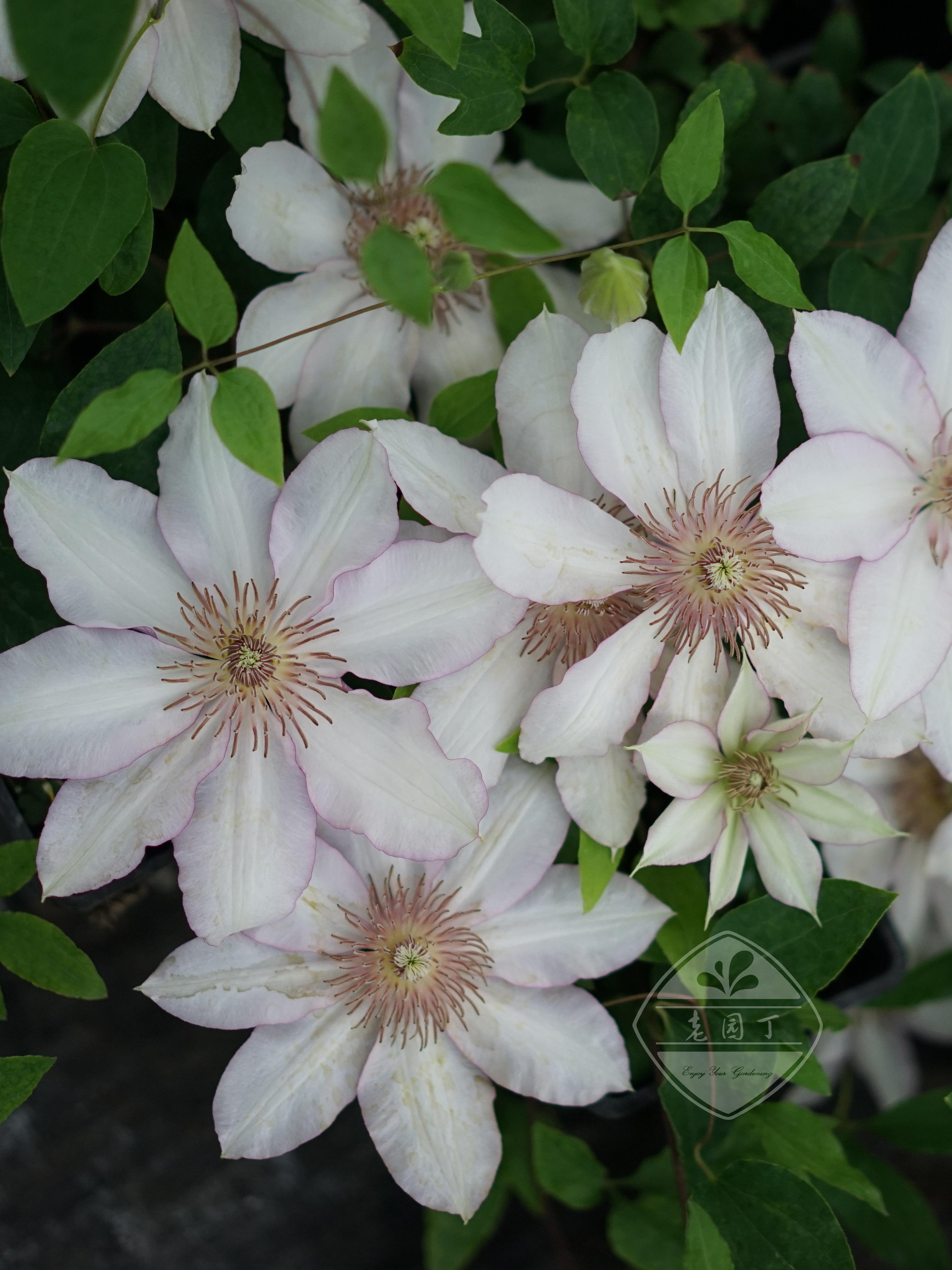 早花组铁线莲小鸭安吉拉永恒爱诺露花花边石竹园丁绣球