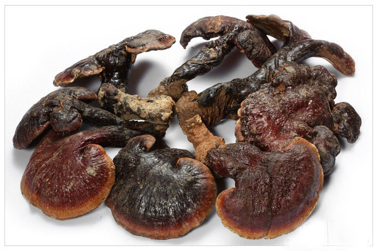 野生灵芝赤芝纯野赤灵林芝整枝250g云南天然整枝灵芝