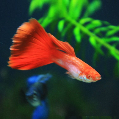 淡水观赏鱼小型热带孔雀活体精品品红全红火烧鱼