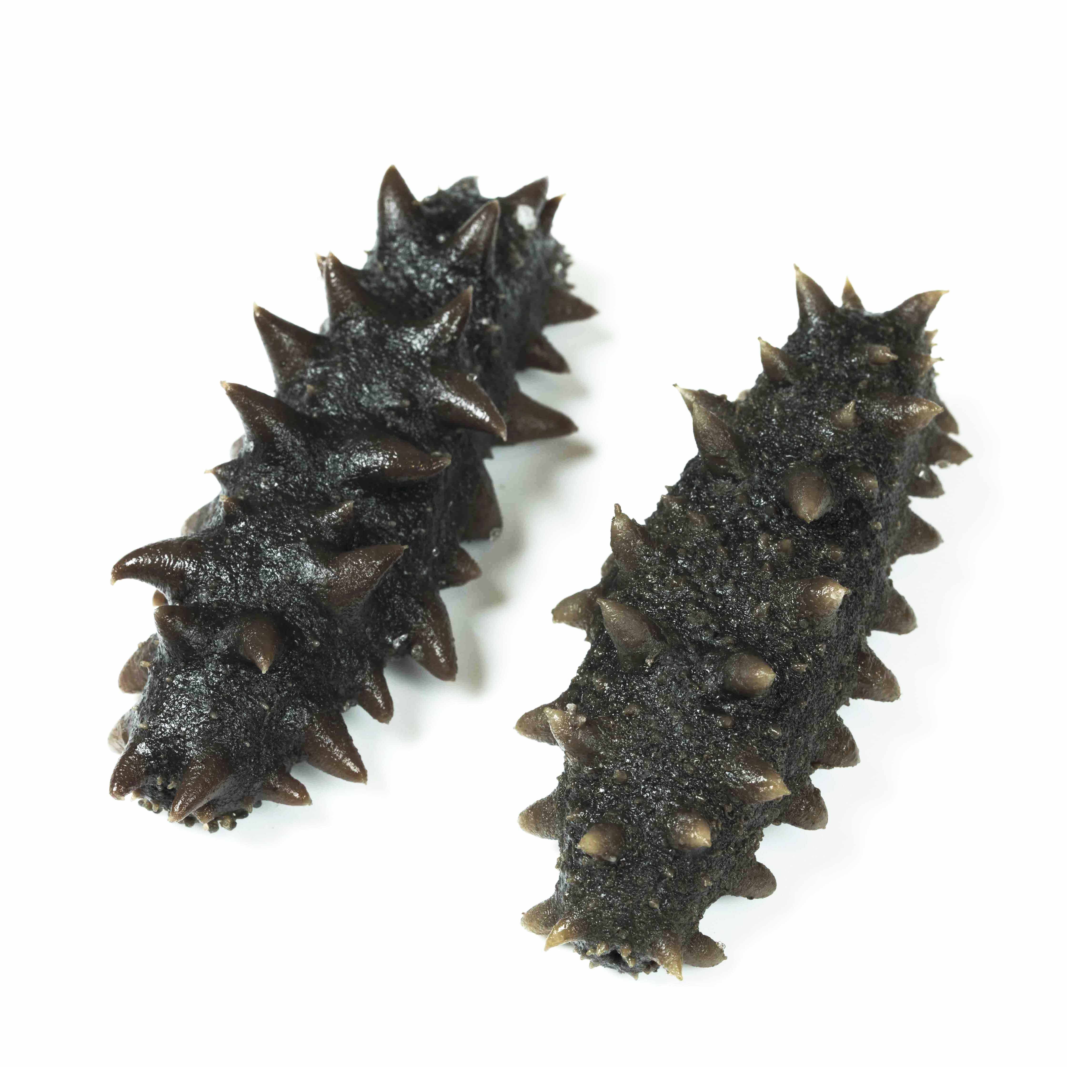 海参鲜食禾夕大连送礼长辈单个新鲜干品