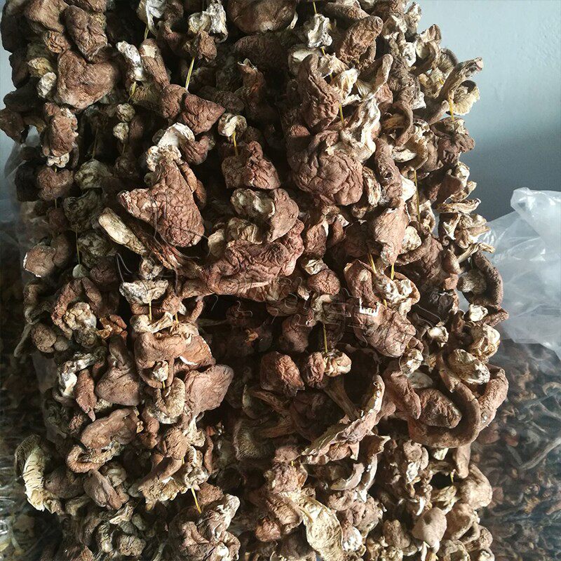 内蒙古 赤峰 地抠蘑 新蘑菇野生杨树林地抠蘑菇二斤包邮!