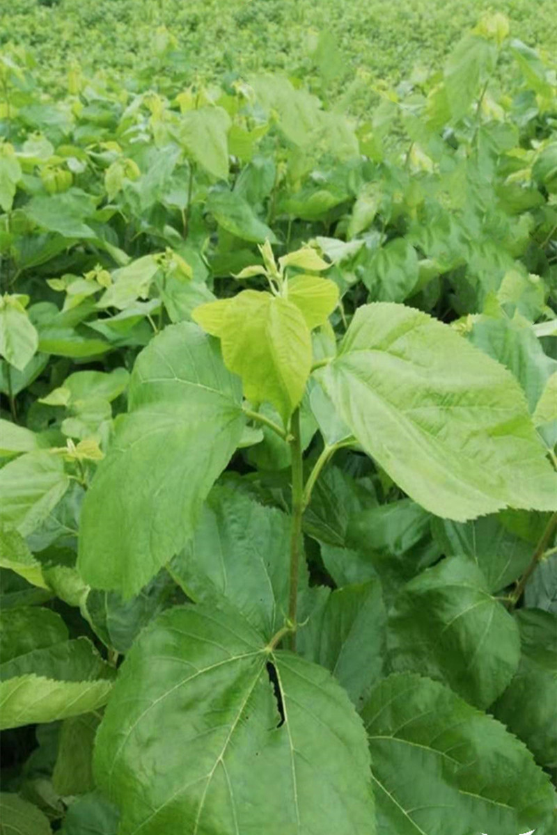 桑叶新鲜现摘蚕宝宝喂蚕桑蚕叶学生学生养蚕套装蚕宝宝