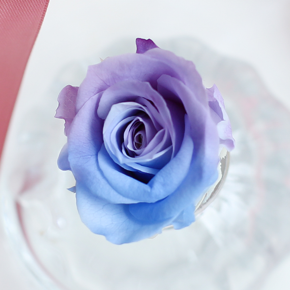 永生蔷薇蓝紫渐变国产优质玫瑰花保永生花