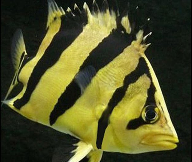 印尼三纹虎鱼 四纹虎鱼 苏门答腊虎 泰国虎 泰北虎鱼苗活体包邮_不