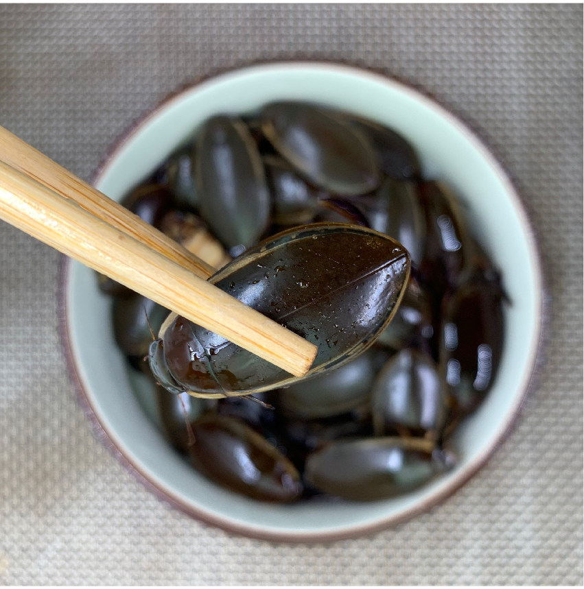 鲜活小金金边龙虱活体野生生水蟑螂中药材甲虫其它