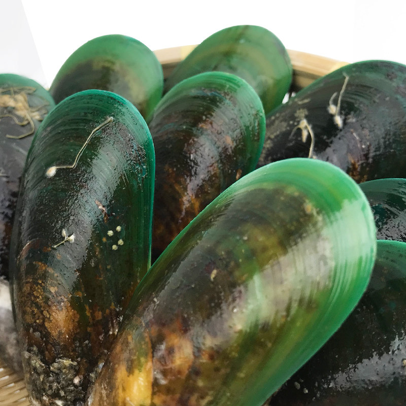 口贝新西兰进口贻贝贝青口螺海虹鲜活淡菜海鲜青口贝