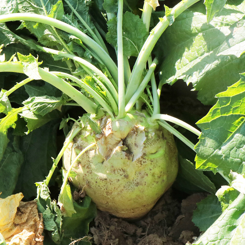 芥菜种子疙瘩光头种籽根芥种北方咸菜拉辣蔬菜家庭园艺种子