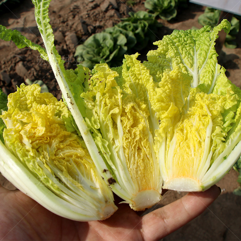 种子娃娃菜种橘红红心白菜阳台种菜盆栽蔬菜家庭园艺种子